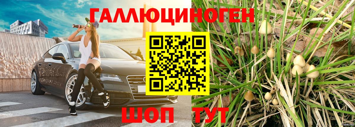 Псилоцибиновые грибы GOLDEN TEACHER Ноябрьск